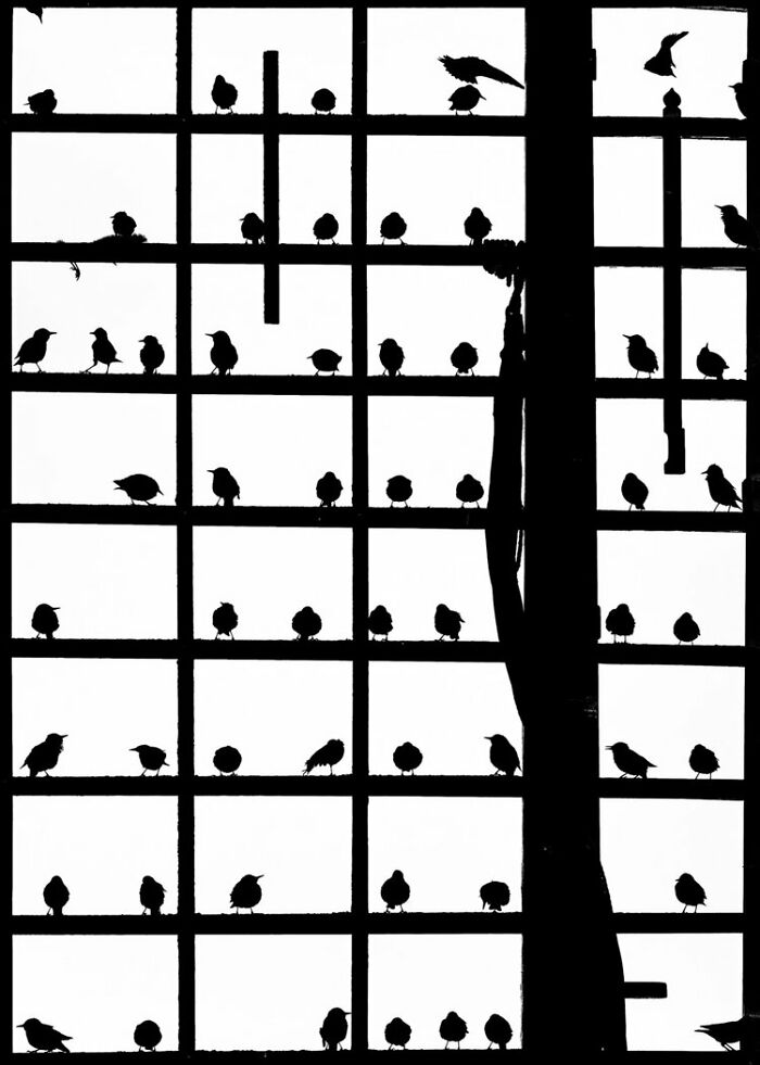 Black And White: First Place, By Robert Sommer