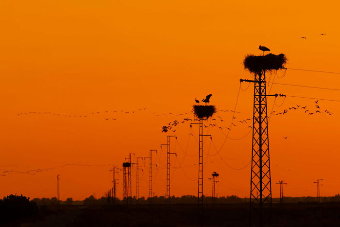 Garden And Urban Birds: Third Place, By Carlos Cifuentes