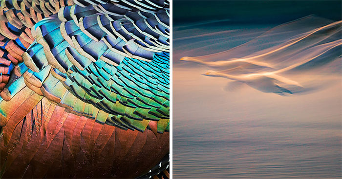 Best Bird Photography Of 2020 Has Announced Its 30 Stunning Winners