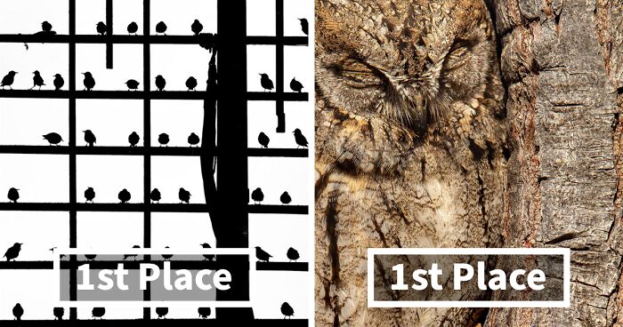 Best Bird Photography Of 2020 Has Announced Its 30 Stunning Winners