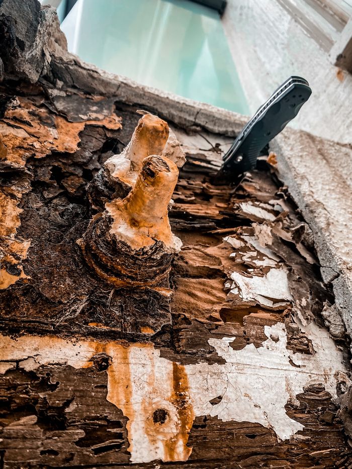 Bizarre-Structural-Inspections