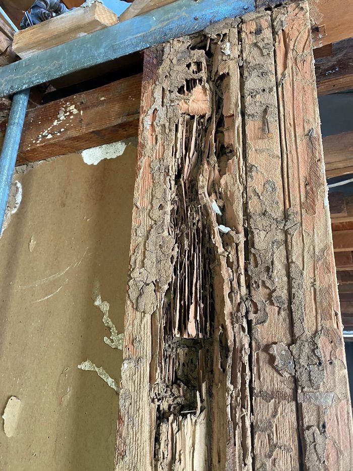 Bizarre-Structural-Inspections