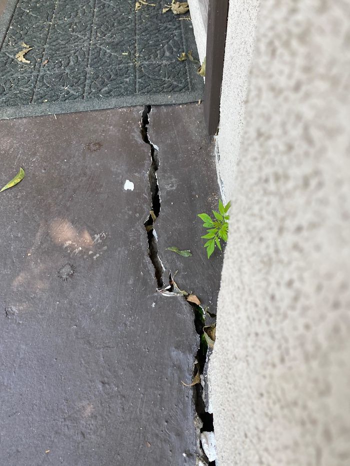 Bizarre-Structural-Inspections