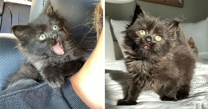 Kitten Found On Busy Road Curled Up On Her Rescuer’s Shoulder On The Drive Home