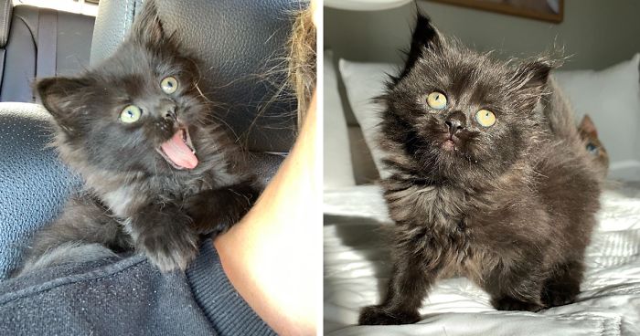 Kitten Found On Busy Road Curled Up On Her Rescuer’s Shoulder On The Drive Home