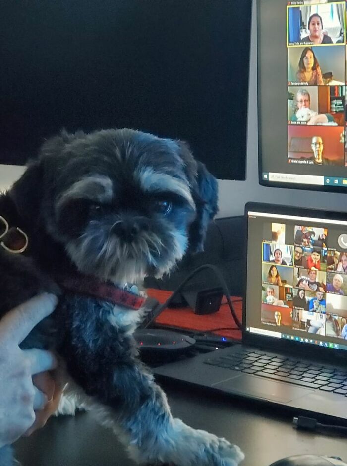 This Is Your Idea Of Going To The Dog Park?