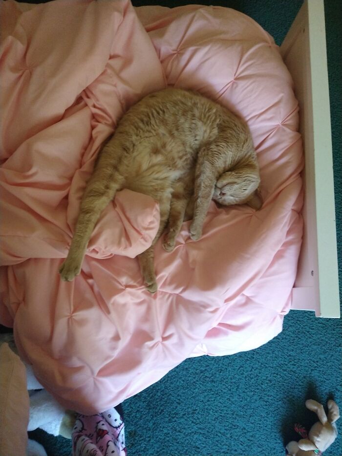 My Cat Zen Sleeps Like This, Only On My Daughter's Bed.