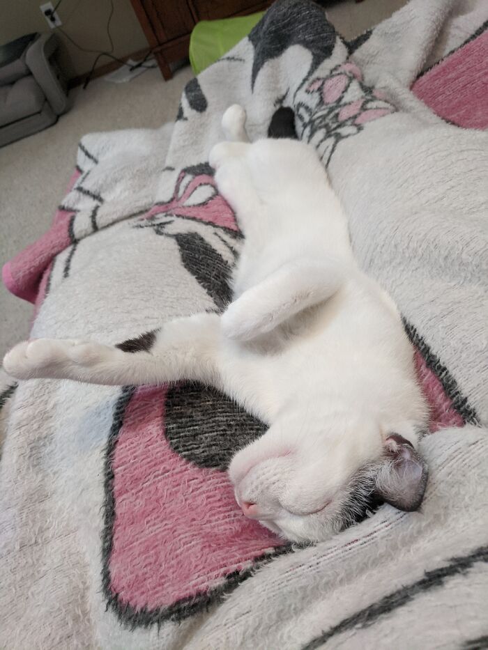 My Cat Loves Sleeping On My Lap In Funny Positions