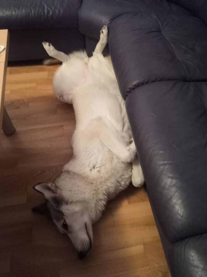 My Husky Sleeps Like This All The Time