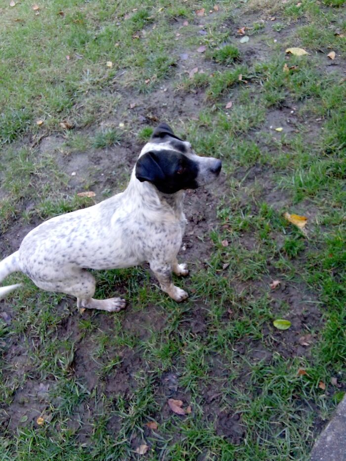 My Dog Steps Directly In The Biggest Miss Spot He Can Find And Then Decides To Jump On You ರ╭╮ರ