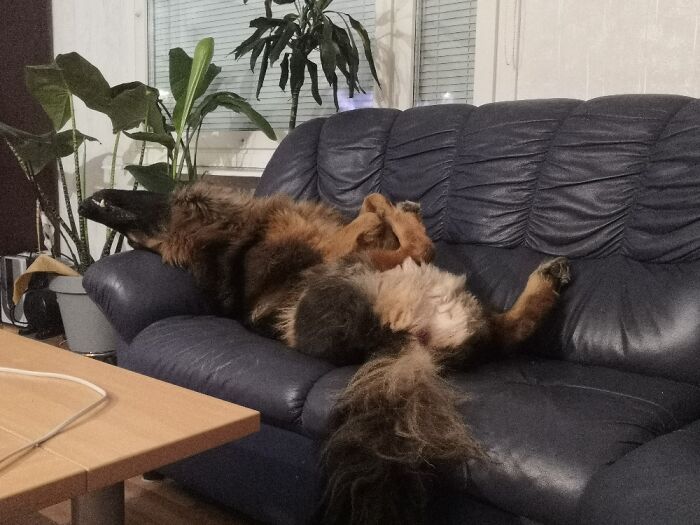 Just My Germanshepherd Doing What He Does