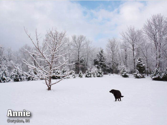 2021 Pooping Dogs Calendar Is Finally Here, And This Year Contains A Puzzle 2021 Pooping Dogs Calendar Is Finally Here, And This Year Contains A Puzzle