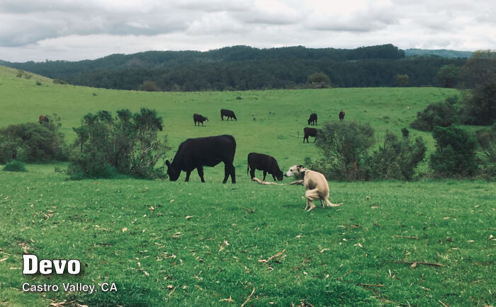2021 Pooping Dogs Calendar Is Finally Here, And This Year Contains A Puzzle 2021 Pooping Dogs Calendar Is Finally Here, And This Year Contains A Puzzle