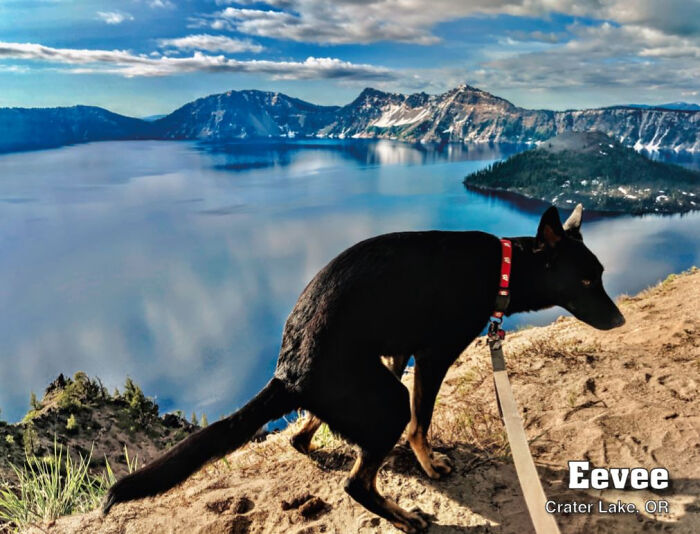 2021 Pooping Dogs Calendar Is Finally Here, And This Year Contains A Puzzle 2021 Pooping Dogs Calendar Is Finally Here, And This Year Contains A Puzzle