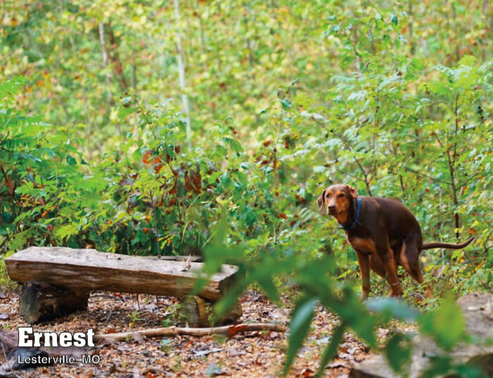 2021 Pooping Dogs Calendar Is Finally Here, And This Year Contains A Puzzle 2021 Pooping Dogs Calendar Is Finally Here, And This Year Contains A Puzzle