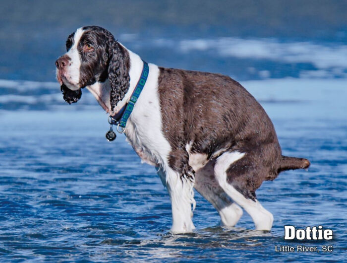 2021 Pooping Dogs Calendar Is Finally Here, And This Year Contains A Puzzle 2021 Pooping Dogs Calendar Is Finally Here, And This Year Contains A Puzzle