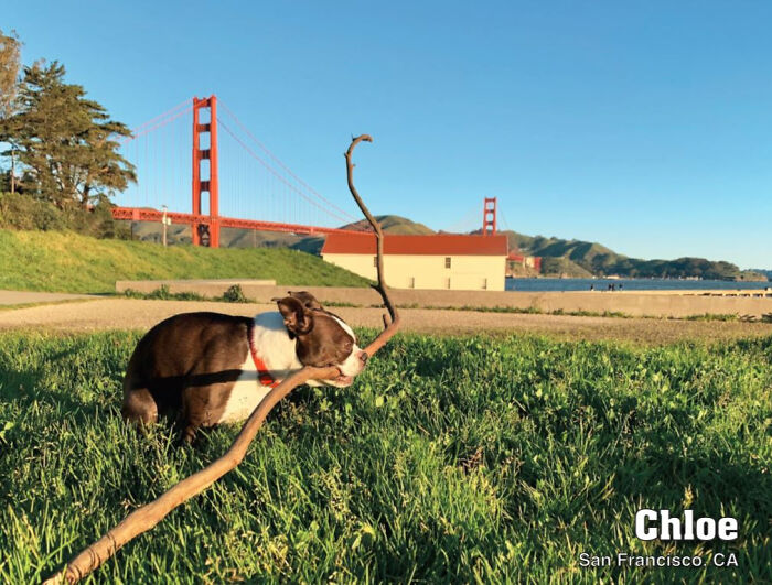 2021 Pooping Dogs Calendar Is Finally Here, And This Year Contains A Puzzle 2021 Pooping Dogs Calendar Is Finally Here, And This Year Contains A Puzzle