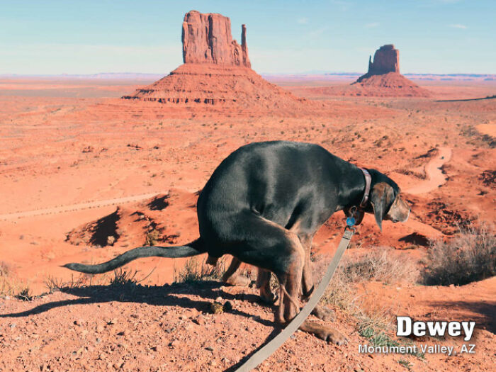 2021 Pooping Dogs Calendar Is Finally Here, And This Year Contains A Puzzle 2021 Pooping Dogs Calendar Is Finally Here, And This Year Contains A Puzzle