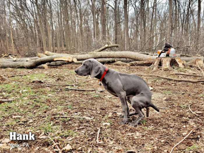 2021 Pooping Dogs Calendar Is Finally Here, And This Year Contains A Puzzle 2021 Pooping Dogs Calendar Is Finally Here, And This Year Contains A Puzzle