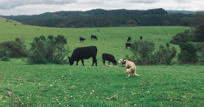 2021 Pooping Dogs Calendar Is Finally Here, And This Year Contains A Puzzle