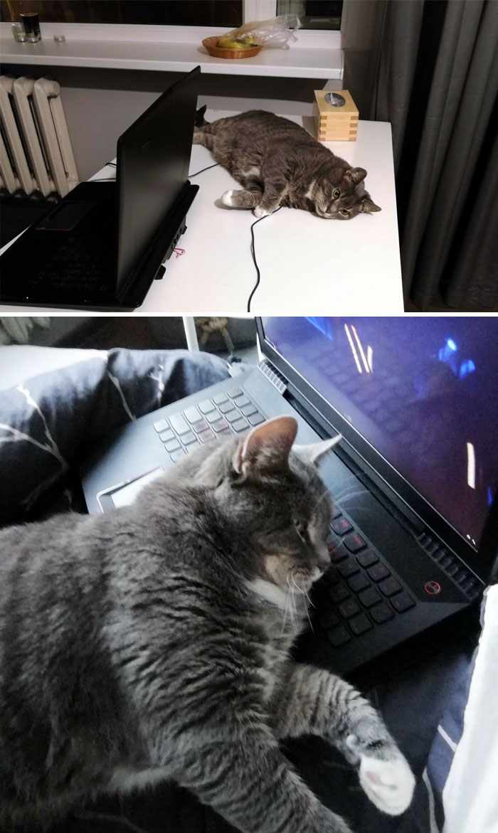 My Cat's Top Habit Is Being A Loaf Of A Cat That He Is. Preferably On The Table, Most Often On A Keyboard