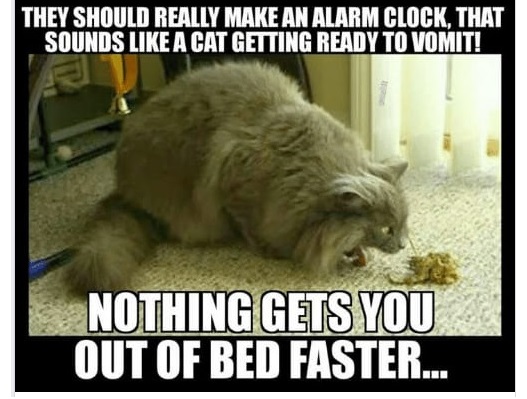 cat-alarm-clock-5f7bf86a780a0.jpg