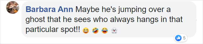 This Cat Leaps Into The Air Each Time She Goes Over This Exact Same Spot In The House This Cat Leaps Into The Air Each Time She Goes Over This Exact Same Spot In The House