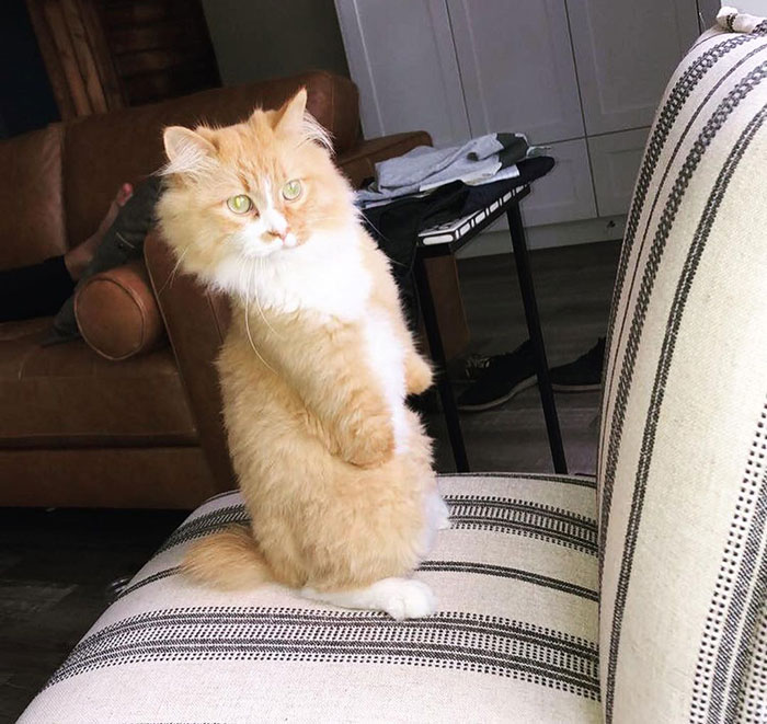 Over 117k People On TikTok Are Obsessed With This Cat Named Rex Who Learned How To Walk Like A Human After Losing His Front Paws