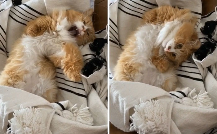 Over 117k People On TikTok Are Obsessed With This Cat Named Rex Who Learned How To Walk Like A Human After Losing His Front Paws Over 117k People On TikTok Are Obsessed With This Cat Named Rex Who Learned How To Walk Like A Human After Losing His Front Paws