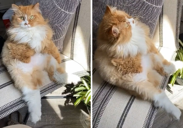 Over 117k People On TikTok Are Obsessed With This Cat Named Rex Who Learned How To Walk Like A Human After Losing His Front Paws Over 117k People On TikTok Are Obsessed With This Cat Named Rex Who Learned How To Walk Like A Human After Losing His Front Paws