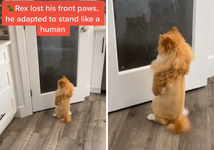 Over 117k People On TikTok Are Obsessed With This Cat Named Rex Who Learned How To Walk Like A Human After Losing His Front Paws