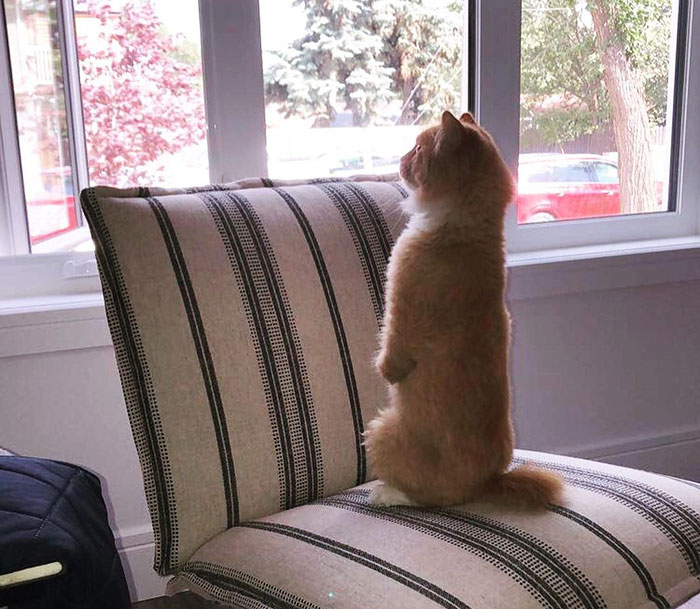 Over 117k People On TikTok Are Obsessed With This Cat Named Rex Who Learned How To Walk Like A Human After Losing His Front Paws Over 117k People On TikTok Are Obsessed With This Cat Named Rex Who Learned How To Walk Like A Human After Losing His Front Paws