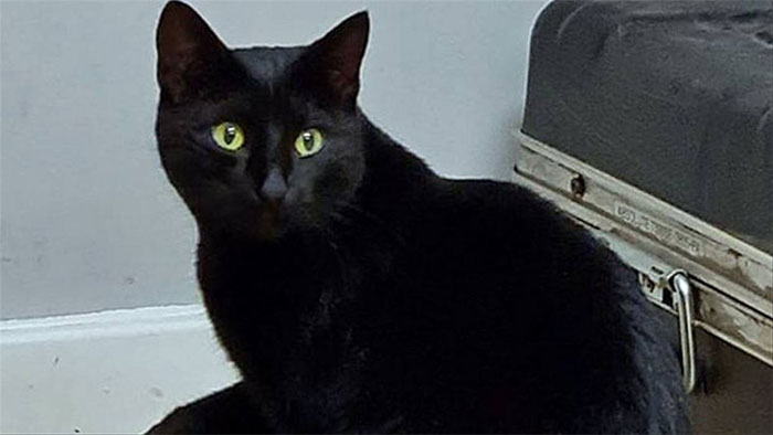 Security Guard Fed A Seemingly Stray Cat For Years, Later Found Out She Was Actually 60 Miles Away From Home So He Returned Her