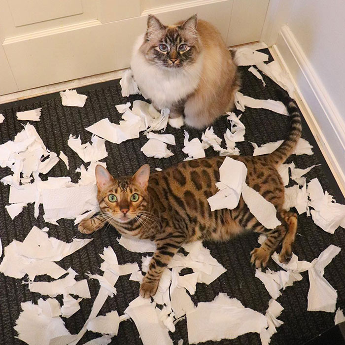 Hey, Hooman, You Remember Those Bills You Were So Stressed About - We Got Rid Of Them