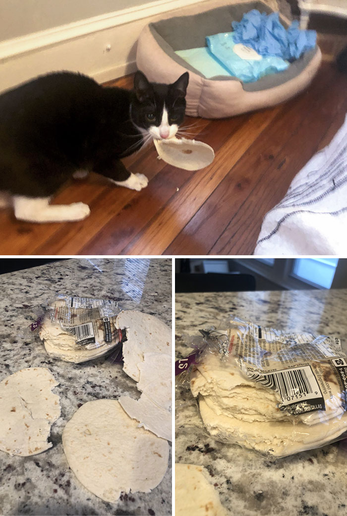 I Left The Groceries For One Minute So I Could Pee And He Took A Bite Out Of Every Single Tortilla. I Hate Him I Hate Him I Hate Him I Hate Him