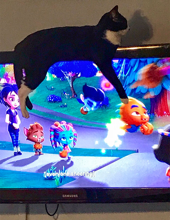 Our Cat Hasn’t Let Us Watch TV For Months Now