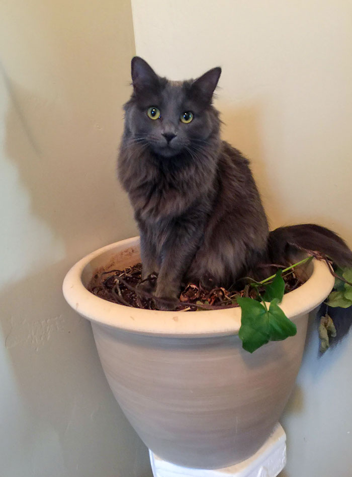 I Was Wondering Why This Plant Was Dying