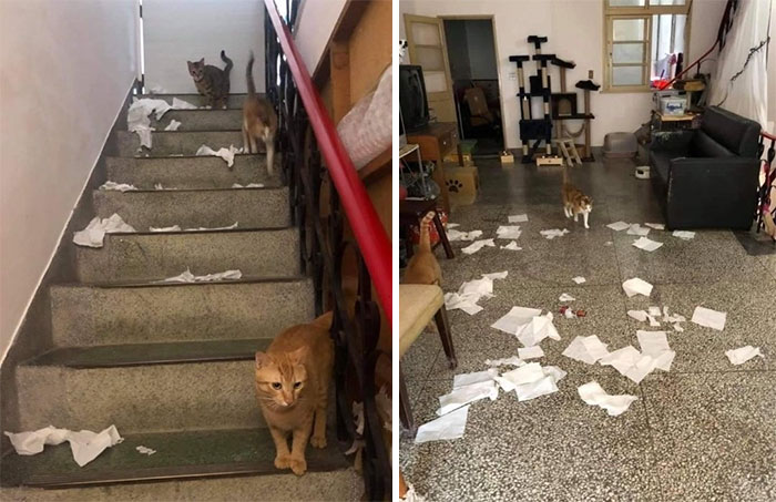 This Shop Owner Installed A Glass Ceiling For His Cats And Now They Won't Stop Staring At Him