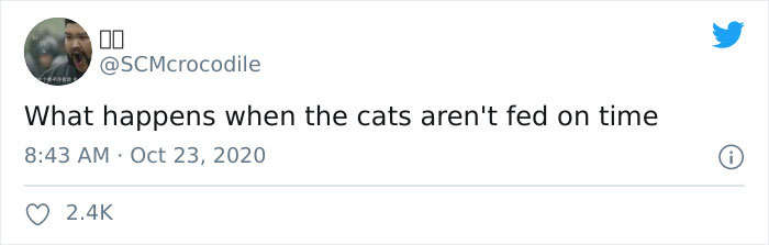 This Shop Owner Installed A Glass Ceiling For His Cats And Now They Won't Stop Staring At Him