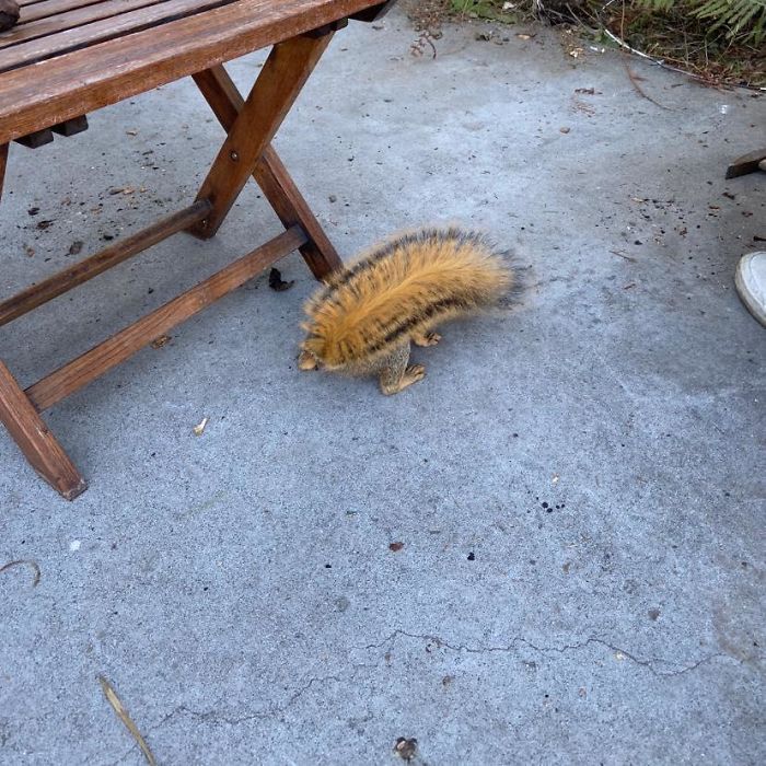 What Variety Of Caterpillar Is This?