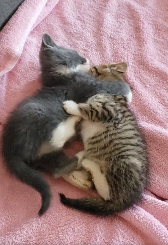 We Just Picked Up Two Stray Kittens And They Are Already Best Friends!