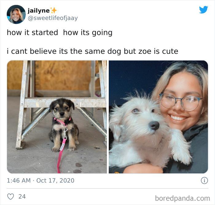 How-It-Started-Ended-Pets