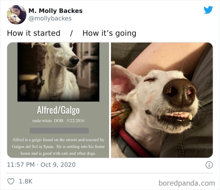 How-It-Started-Ended-Pets