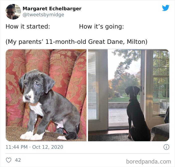 How-It-Started-Ended-Pets