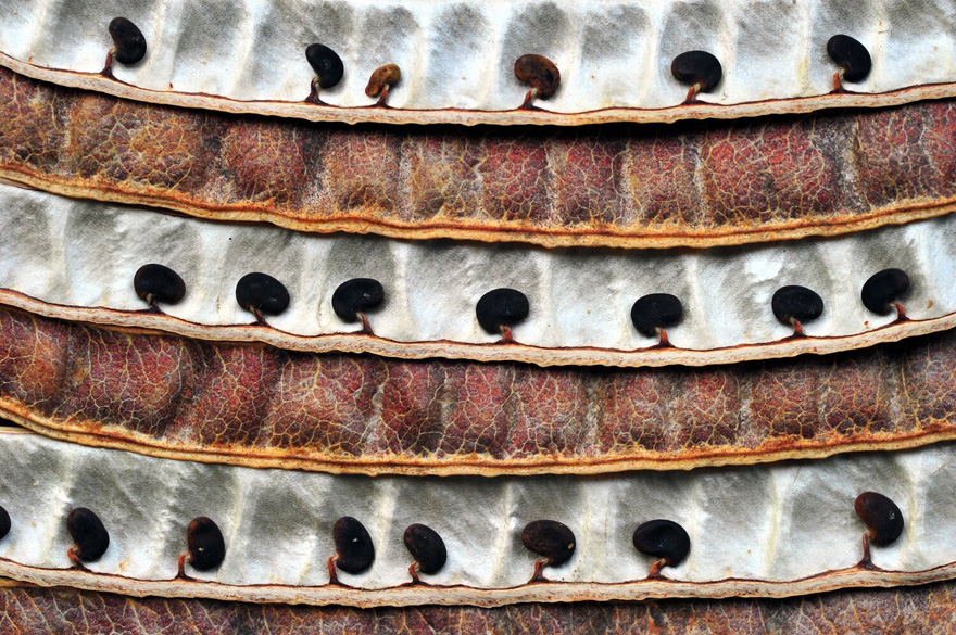 Finalist | Plants & Fungi