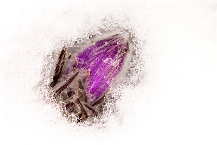 Finalist | Plants & Fungi