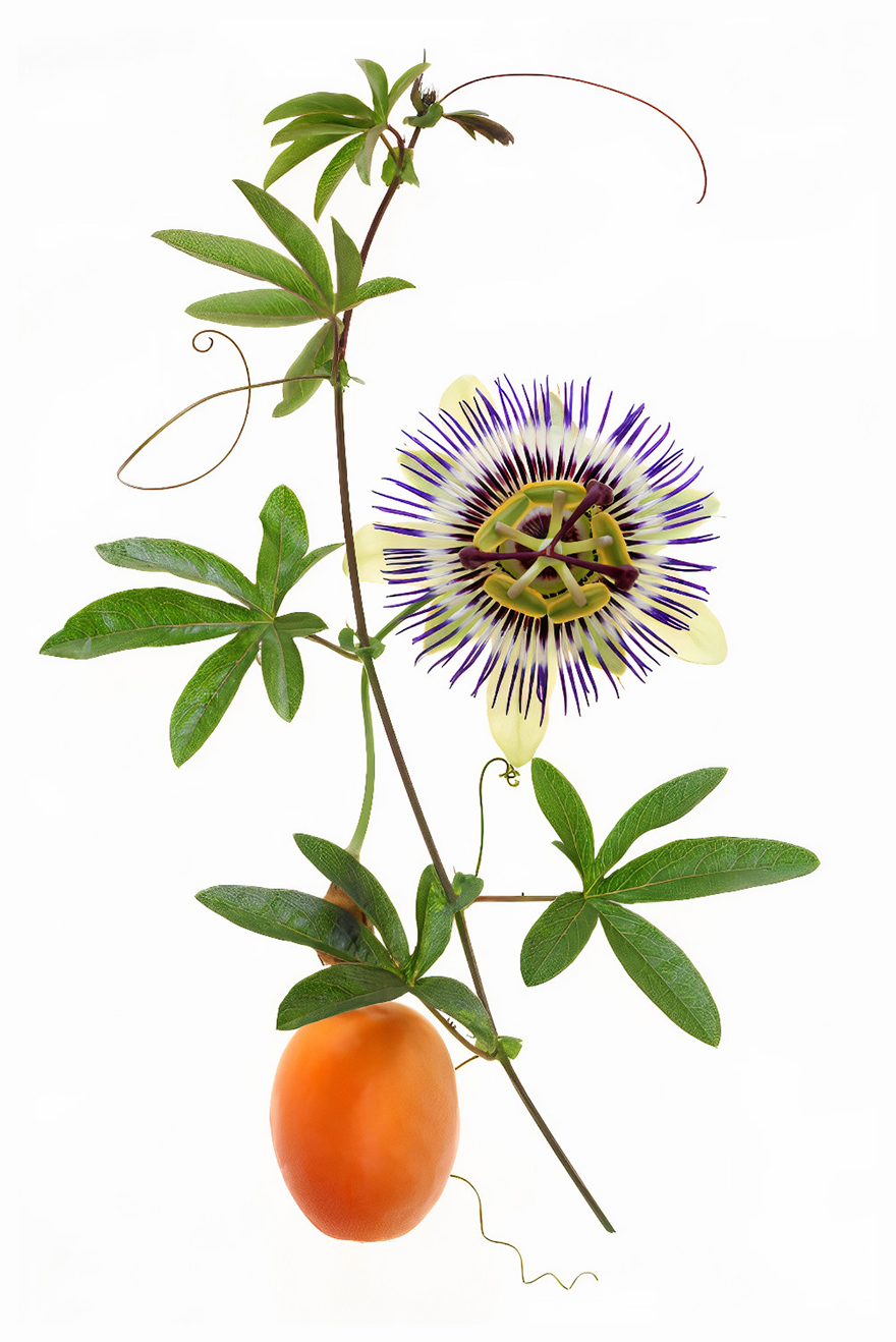 Finalist | Plants & Fungi