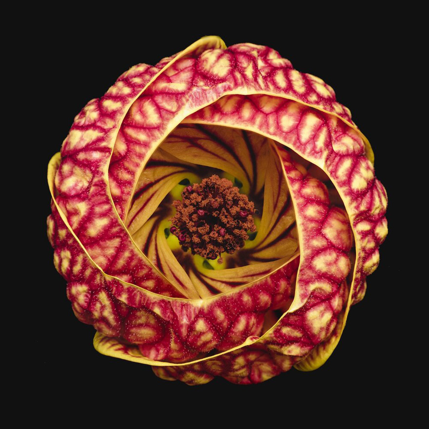 Finalist | Plants & Fungi