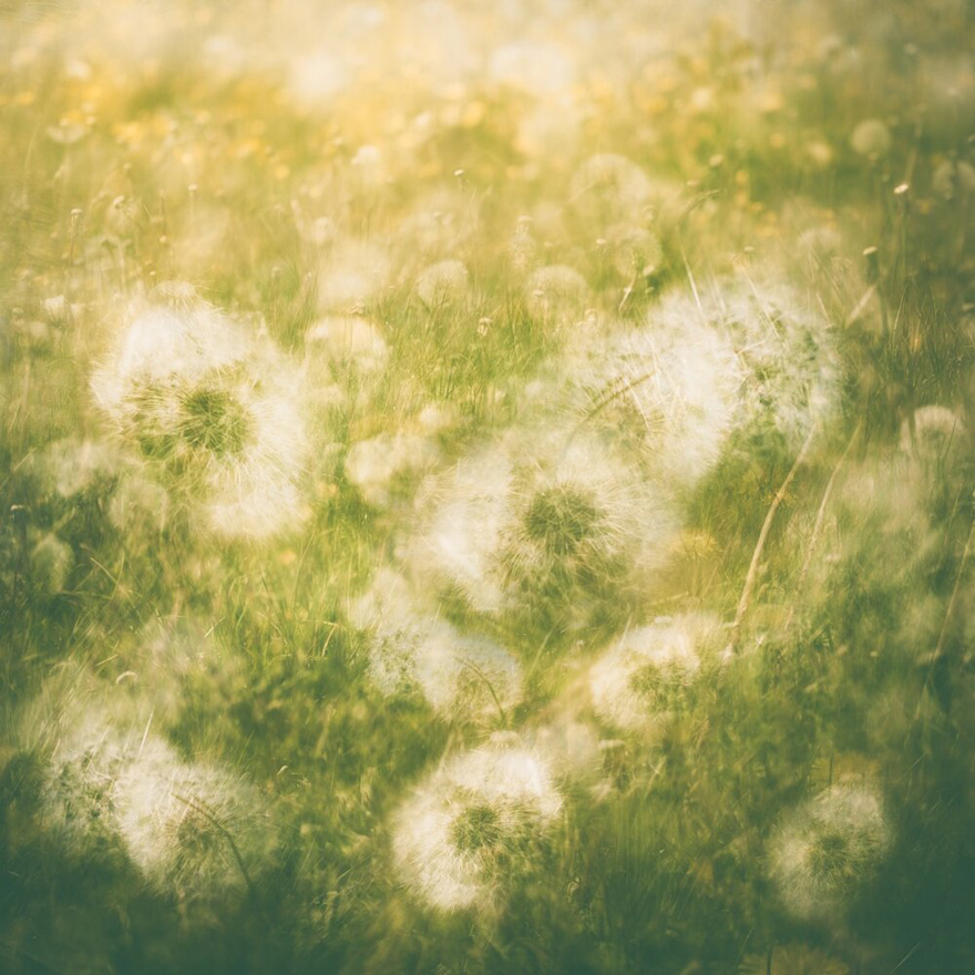 Finalist | Plants & Fungi