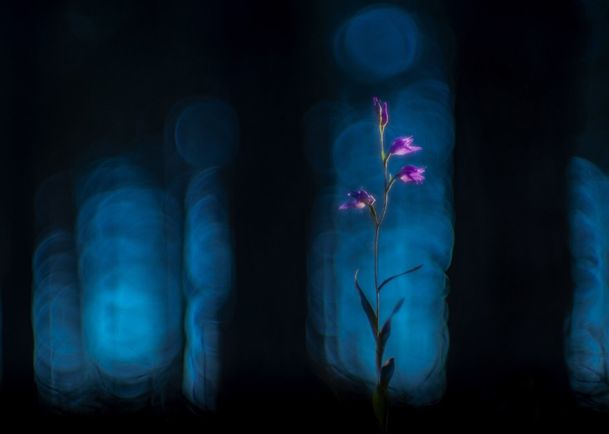 Finalist | Plants & Fungi
